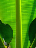 Banana Leaf print