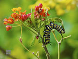 Monarch Caterpillar  print