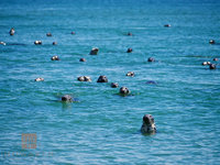 More of the Locals