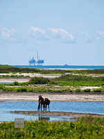Wild Horses IV