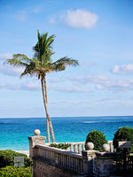 Palm Trees 