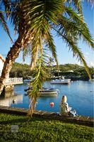 Palm-Framed Waterfront