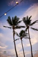 Palm Trees and Evening Lights