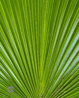 Palm Leaf
