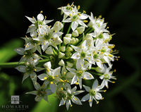 Wild Onion