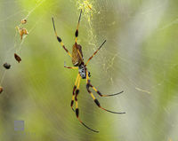 Golden Silk Orb-Weaver Spider in Web