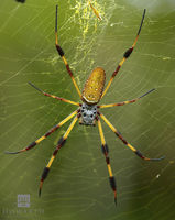 Golden Silk Orb-Weaver Spider