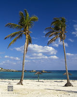 Two Palms