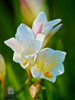Bermuda Freesia II