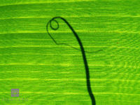 Banana Leaf Twist