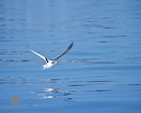 Longtail over water