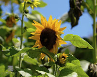 Sun Flower II