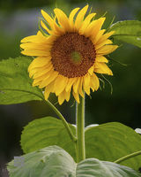 Sun Flower
