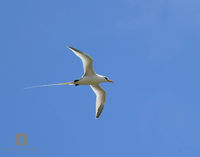 Longtail II