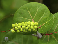 Bay Grape Berries