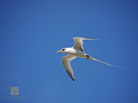 Longtail