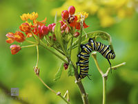 Monarch Caterpillar 