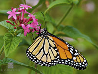 Monarch