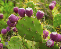 Prickly Pear