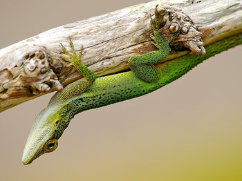 Bermuda Flora & Fauna