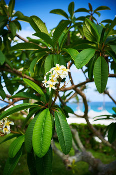 Bermuda Flora & Fauna