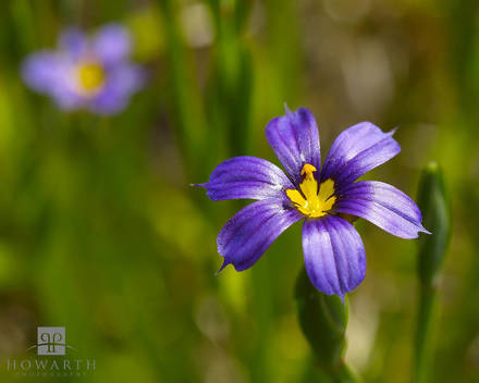 Bermudiana II