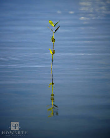 Mangrove Weed