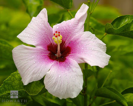 Pink Hibiscus II