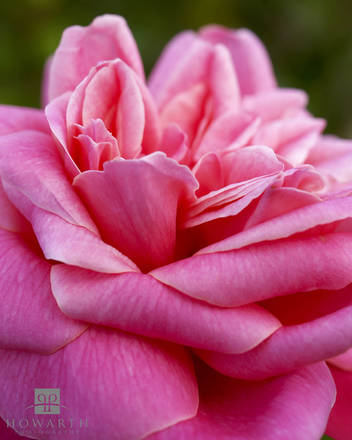 Bermuda Rose