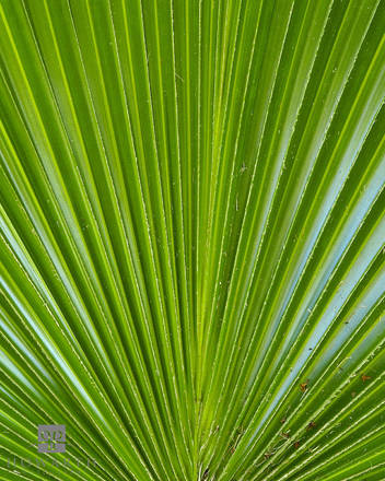 Palm Leaf