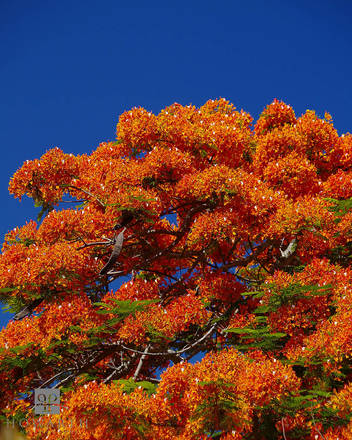 Poinciana in Bloom