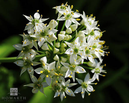 Wild Onion