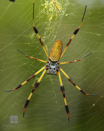Nephila