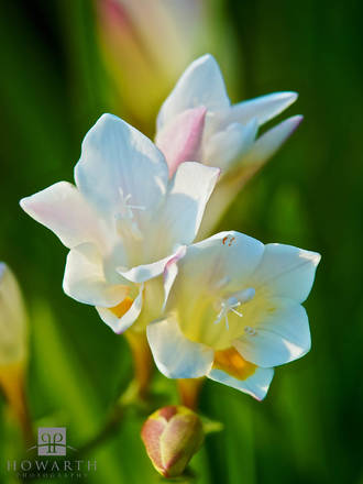 Bermuda Freesia II