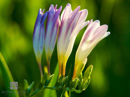 Bermuda Freesia IV