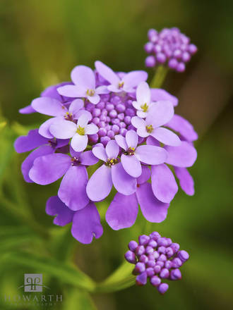 Candytuft