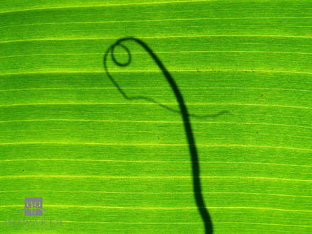 Banana Leaf Twist