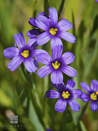 Bermudiana Cluster