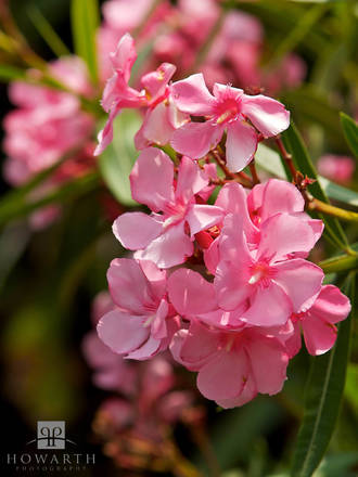 Oleander Flower