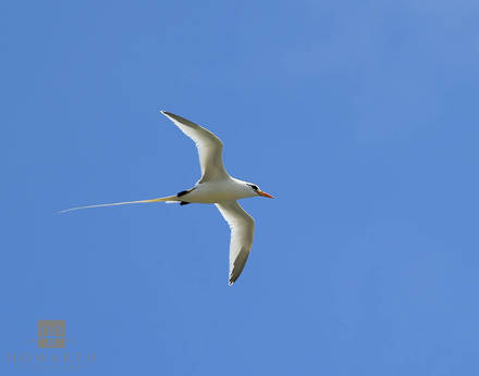 Longtail II