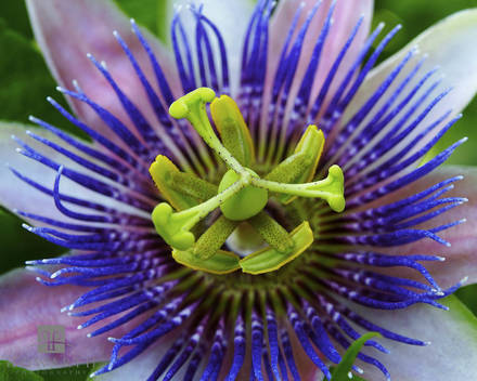 Passion Flower
