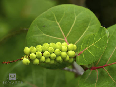 Bay Grape Berries