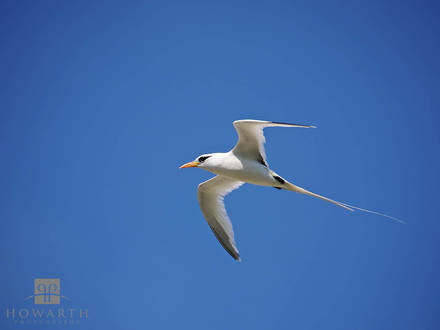 Longtail