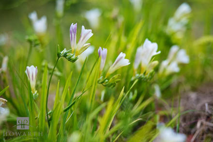 Bermuda Freesia III