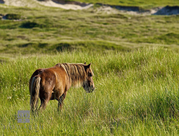 Wild Horses II print