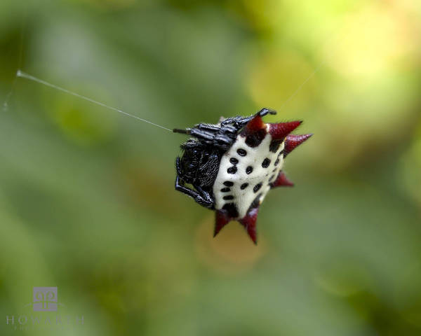 Crab Spider in web print