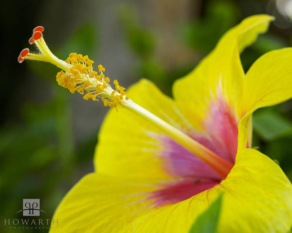 Yellow Hibiscus print