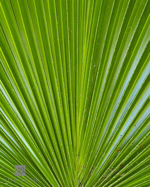 Palm Leaf print