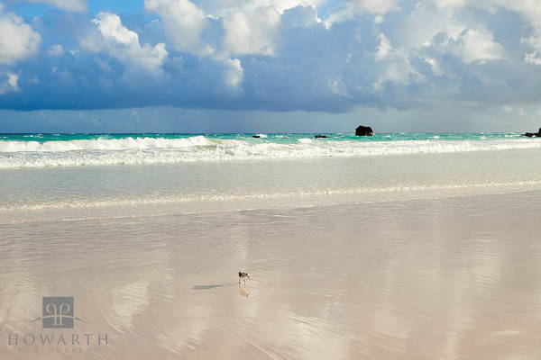 Beach Sandpiper II print