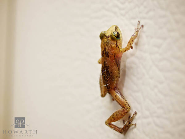 Tree Frog print
